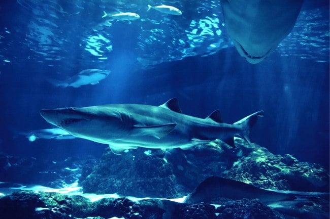Sharks swimming in a deep blue ocean.
